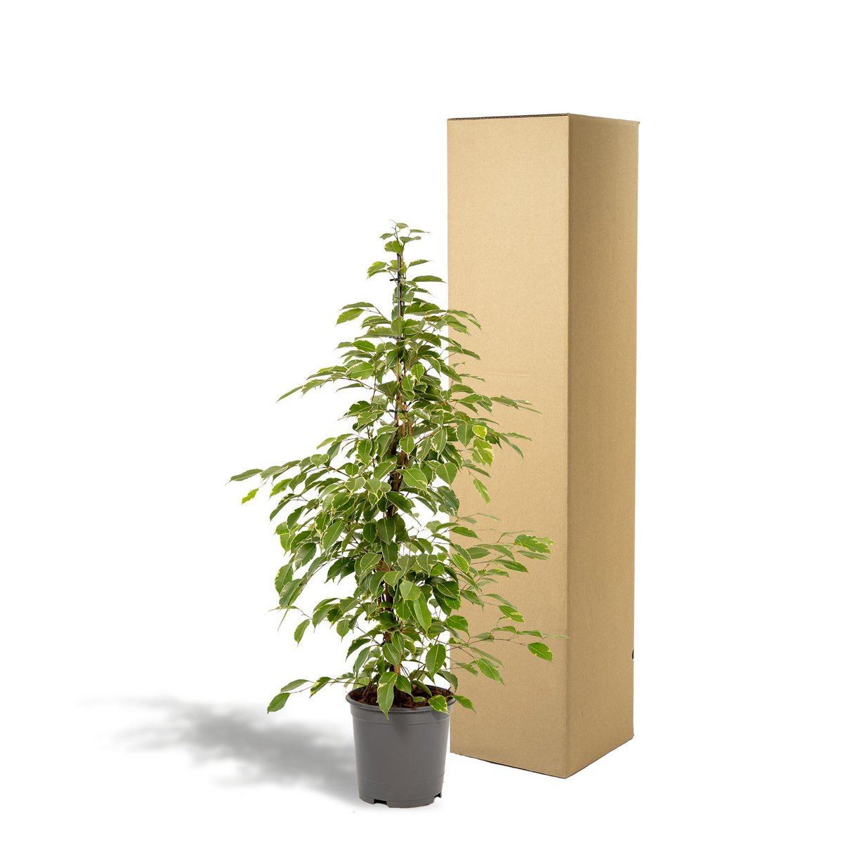 Ficus benjamina geleverd in doos – sterke kamerplant voor thuis of kantoor.