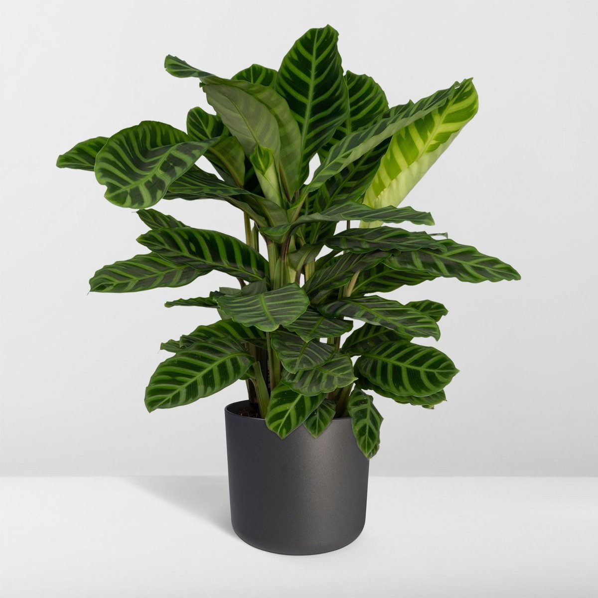 Kamerplant Calathea Zebrina
