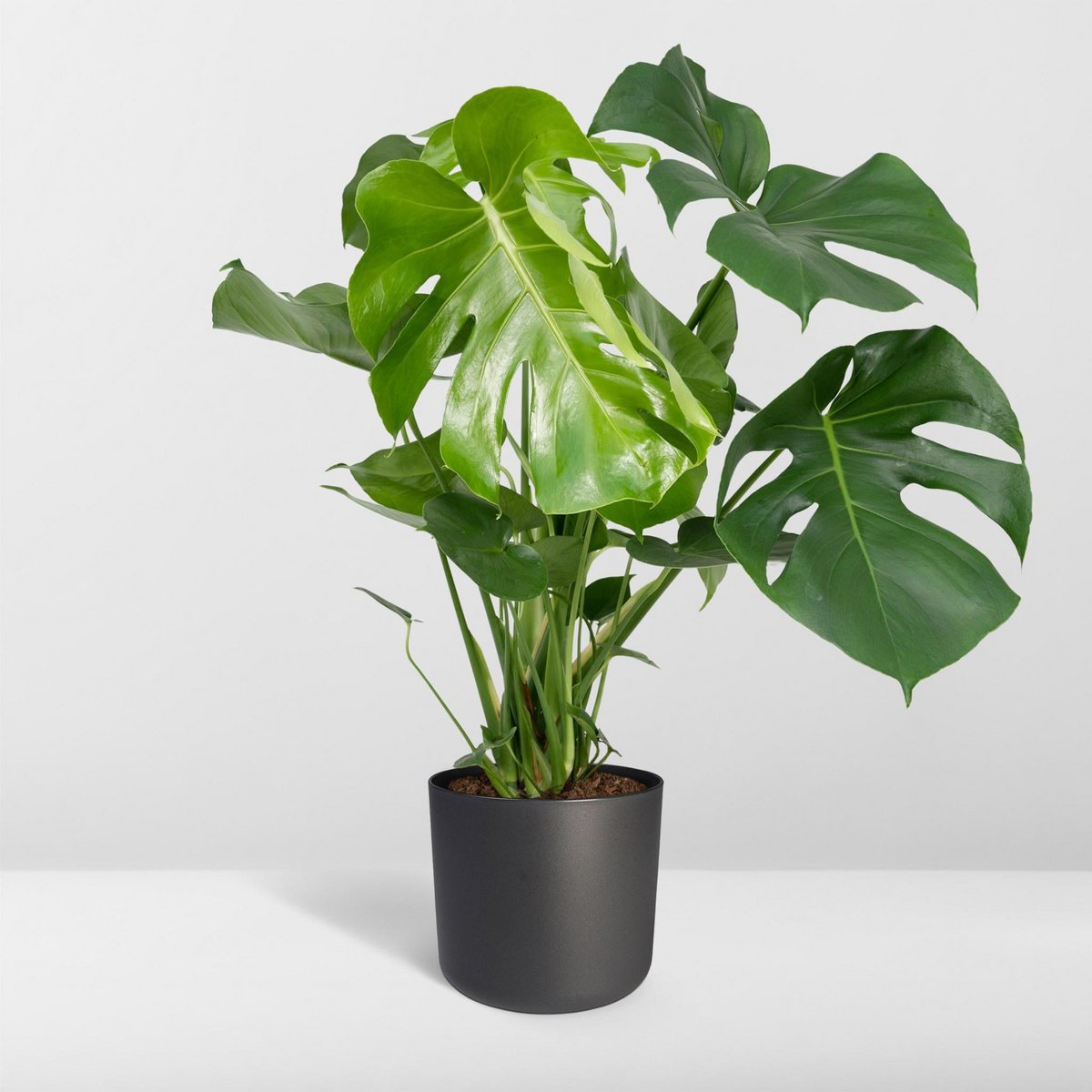 Kamerplant Monstera Deliciosa