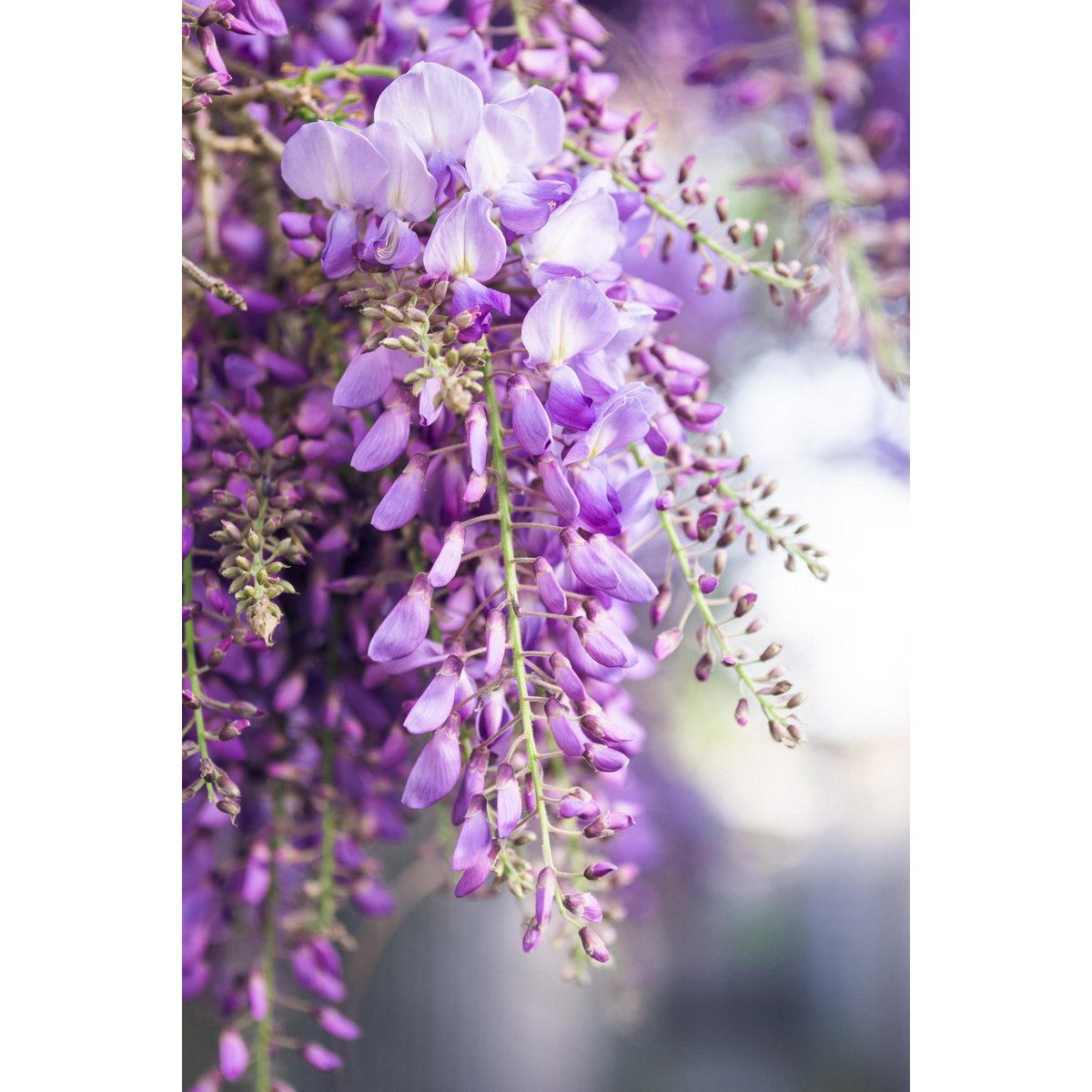 Closeup van de bladeren van de Wisteria Floribunda klimplant blauwe regen