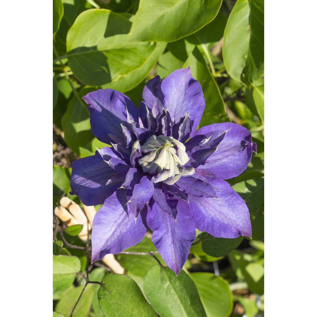 De paarse bloem van een Clematis Multi Blauw klimplant
