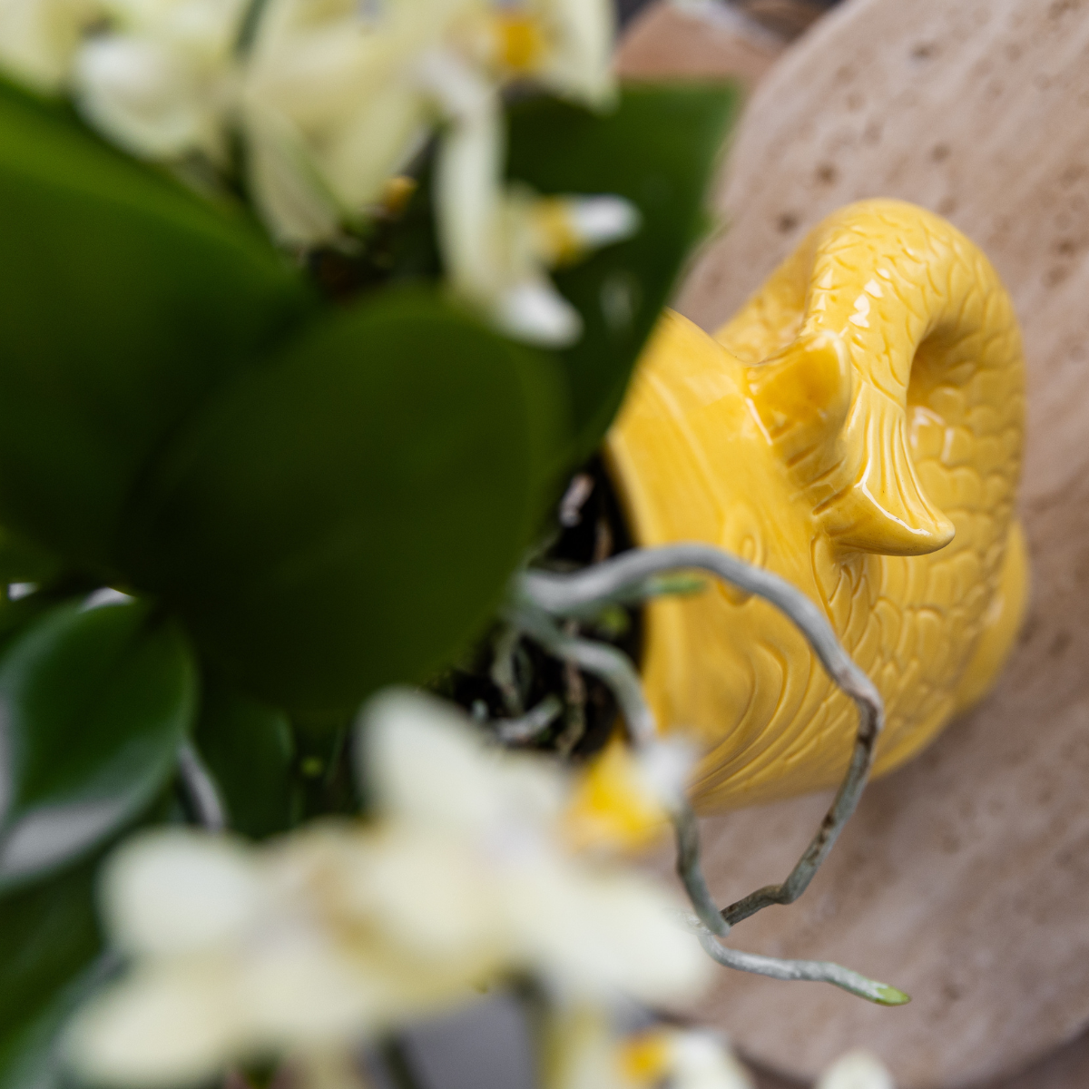Detail van de bladeren van de witte orchidee in gele vaas