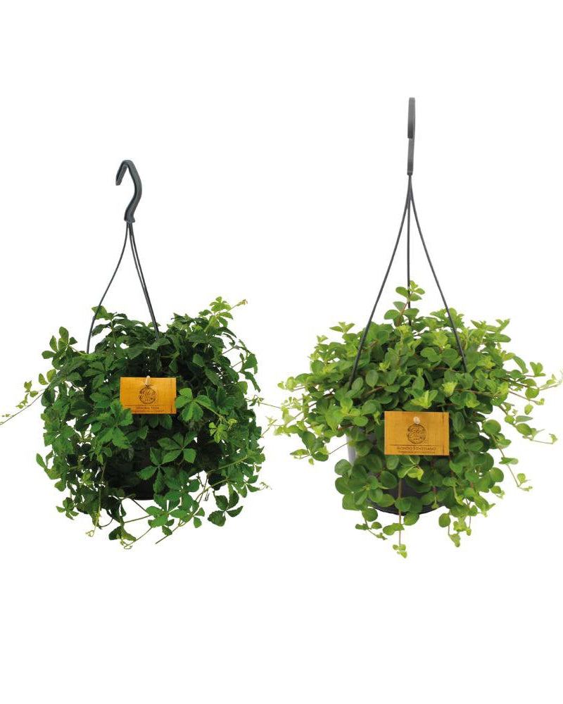 Twee groene hangplanten in zwarte hangpotten, geleverd als duo-set, geschikt voor binnengebruik.