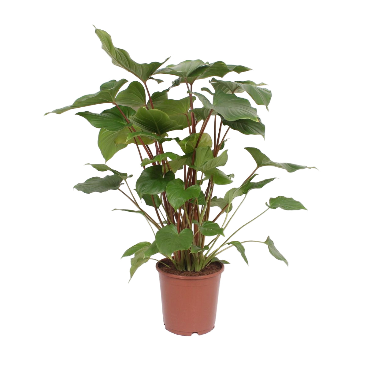 Glanzende hartvormige bladeren met een groene basis en rode accenten: Homalomena Rubescens Maggy geeft jouw interieur een elegante en natuurlijke uitstraling.