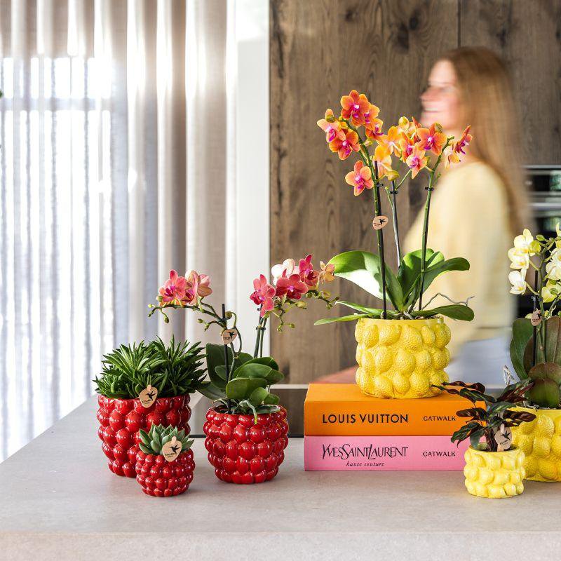 Rode orchidee Congo en succulenten met Berry potten, met andere orchideeën in gele potten