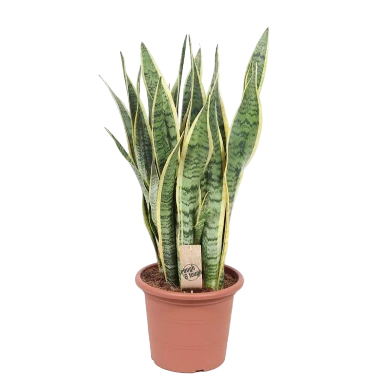 Sansevieria Laurentii kamerplant groot 85 cm