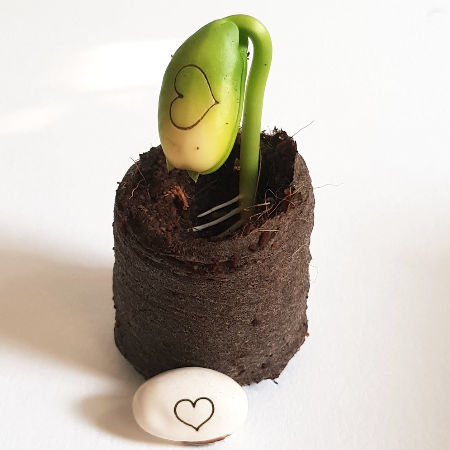 Groeiend wensplantje met hartje op het eerste blaadje