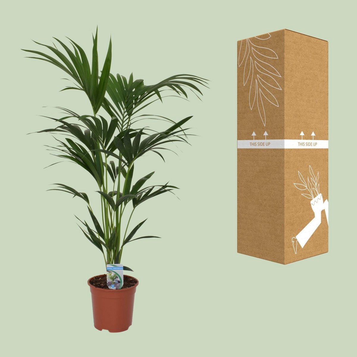 Kamerplant Howea Forsteriana 120cm