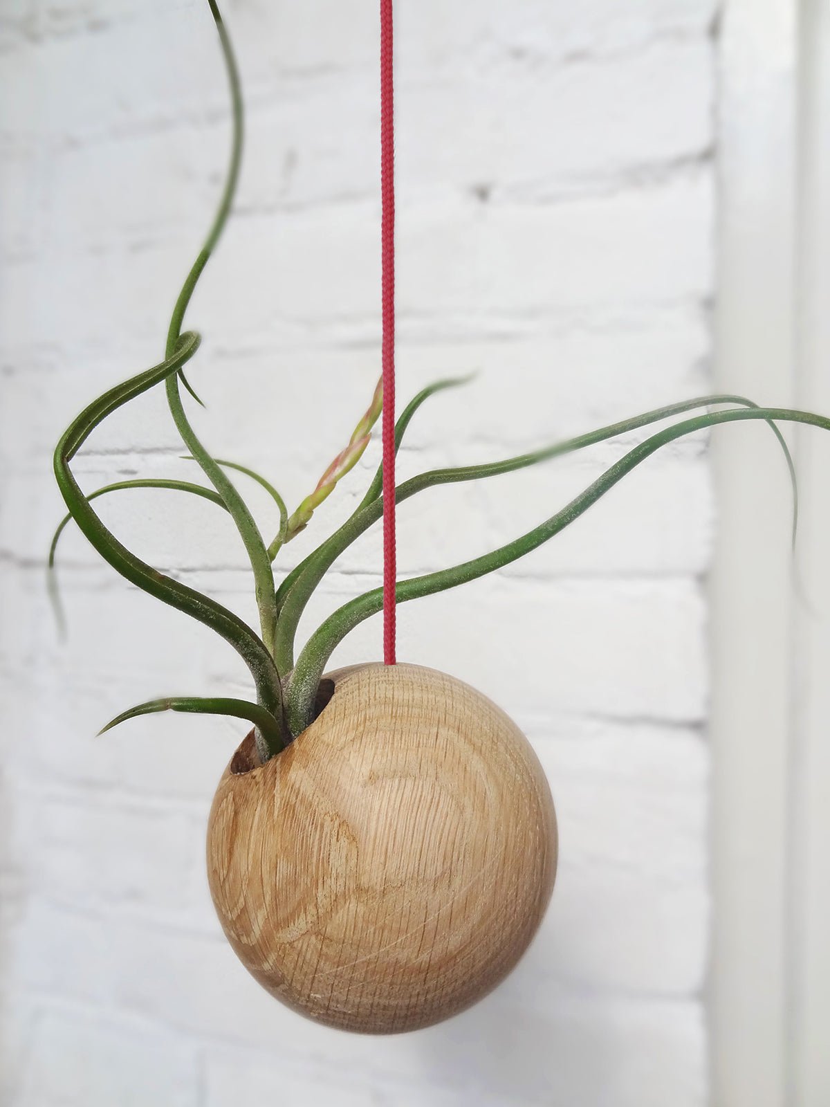 Sfeerfoto hangende lichte plantenbak met plant rood koord