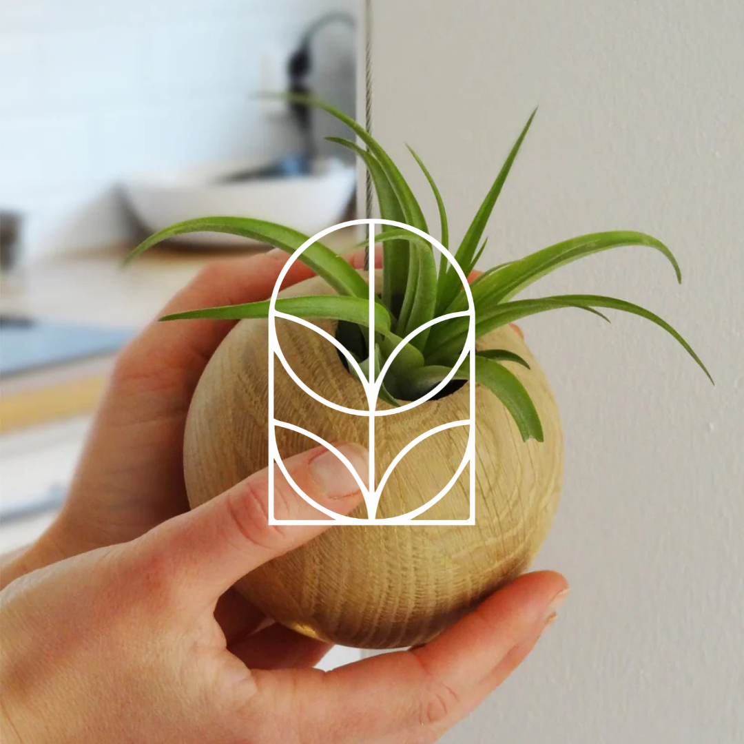 Collectiefoto van de categorie Hangplanten & Hangpotten met daarop het logo van de hoofdcategoriepagina Planten, Potten & Vazen.