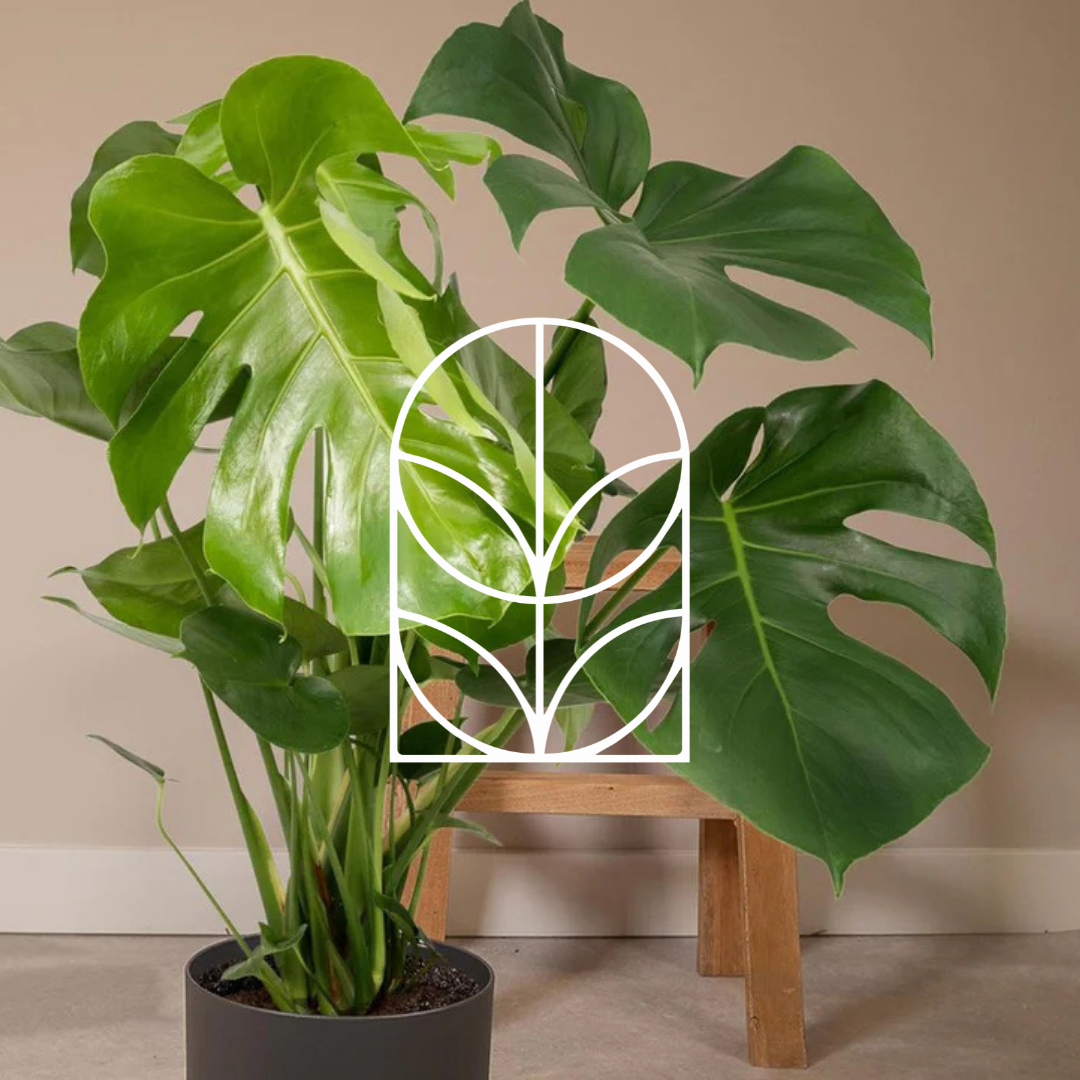 Collectiefoto van de categorie Kamerplant met daarop het logo van de hoofdcategoriepagina Planten, Potten & Vazen. Op de foto zie je een grote kamerplant met daarachter een houten kruk.