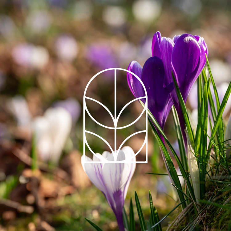 Collectiefoto van de lente categorie. Op de foto zie je paarse narcisjes die aan het bloeien zijn, een kenmerk dat de lente begint.