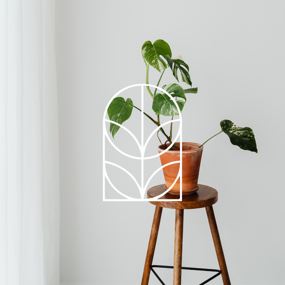 Collectiefoto van de categorie Planten met Pot met daarop het logo van de hoofdcategoriepagina Planten, Potten & Vazen. Op de foto staat een plantenpot op een bruine kruk, met daarin een kamerplant.