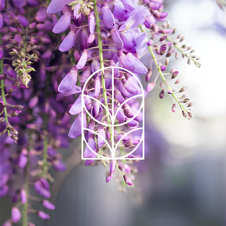 Collectie afbeelding van Tuinplanten, een paarse Wisteria Floribunda klimplant. Het logo staat in het wit op de voorgrond.