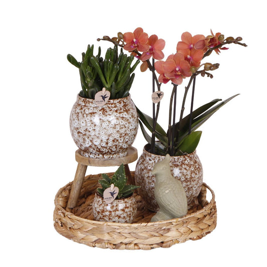 3 potjes met vetplanten en 1 orchidee en een klein beeldje op een rotan dienblad