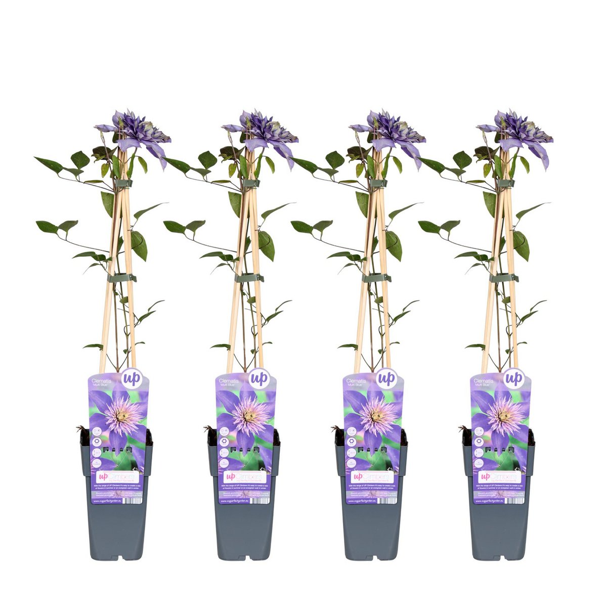 4 stuks Clematis Multi Blauw klimplant naast elkaar in pot
