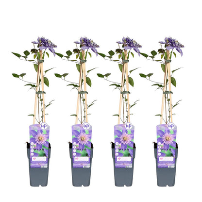 4 stuks Clematis Multi Blauw klimplant naast elkaar in pot