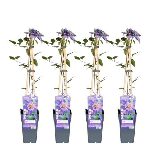 4 stuks Clematis Multi Blauw klimplant naast elkaar in pot
