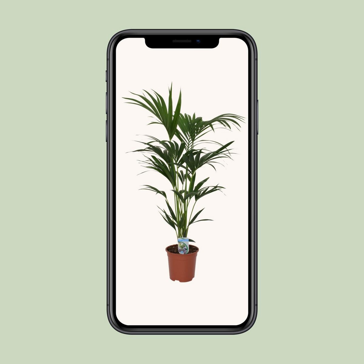 Kamerplant Howea Forsteriana 120cm