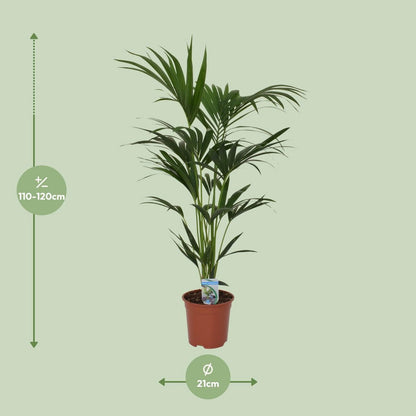 Kamerplant Howea Forsteriana 120cm
