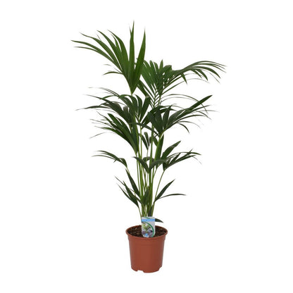 Kamerplant Howea Forsteriana 120cm