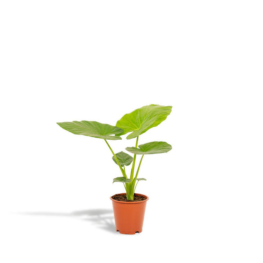 Alocasia Macrorrhiza kamerplant grote bladeren 70 cm in lichtgroen
