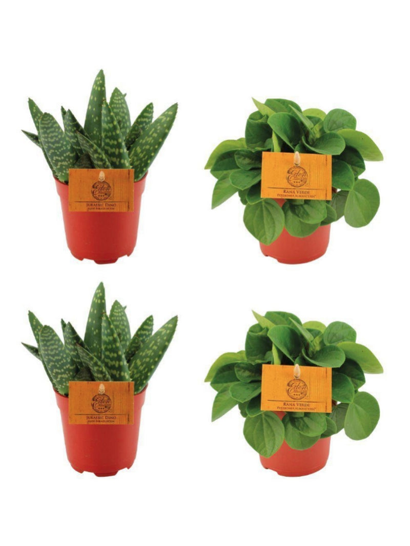 Alt: Vier kamerplanten in kweekpot, twee Aloe Paradisicum en twee Peperomia Rana Verde, geleverd als set van 4 in potmaat 10,5 cm.