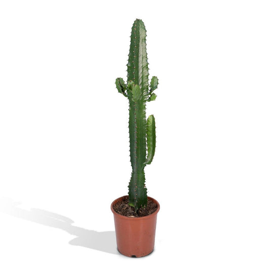 Cactus Euphorbia Acrurensis kamerplant 50cm