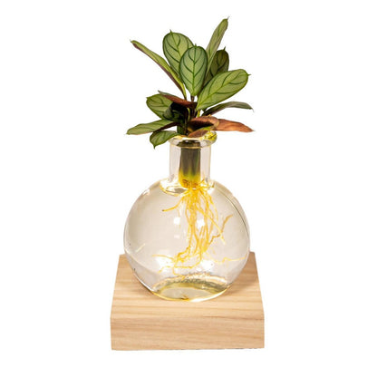 Calathea in Samoa glas met LED verlichting