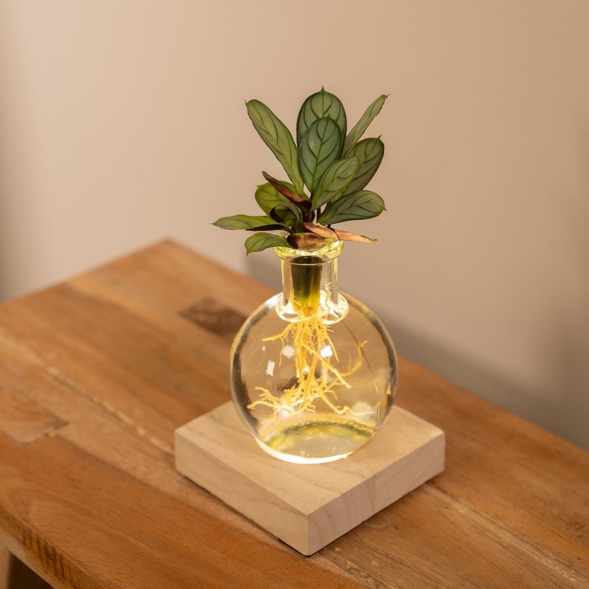 Calathea in Samoa glas met LED verlichting op houten tafeltje