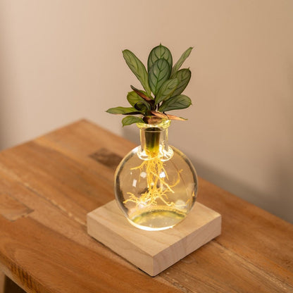 Calathea in Samoa glas met LED verlichting op houten tafeltje
