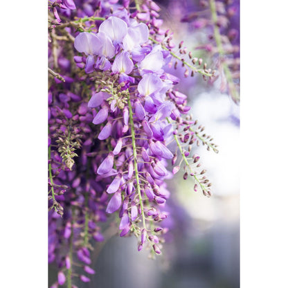 Closeup van de bladeren van de Wisteria Floribunda klimplant blauwe regen 