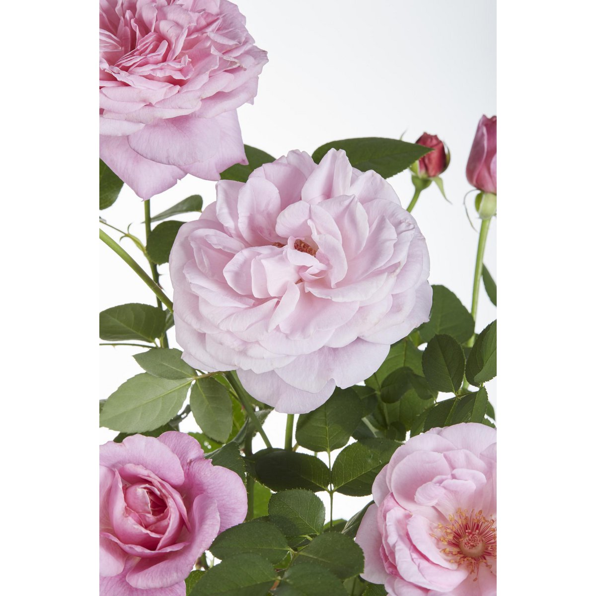Closeup van de klimplant met roze bloemen Rosa Crazy in Love