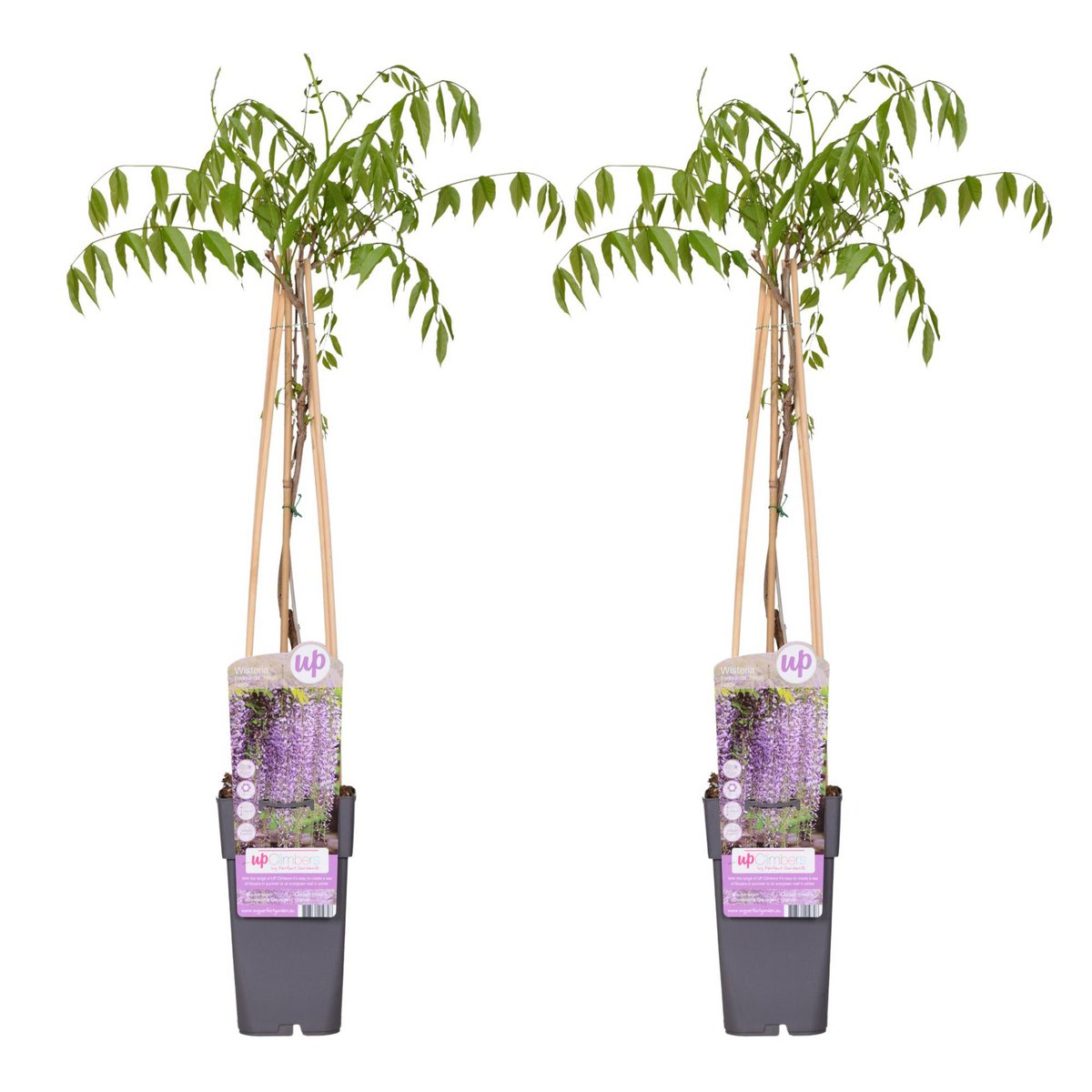 De Wisteria Floribunda klimplant blauwe regen twee stuks naast elkaar in pot