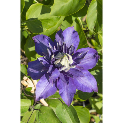 De paarse bloem van een Clematis Multi Blauw klimplant