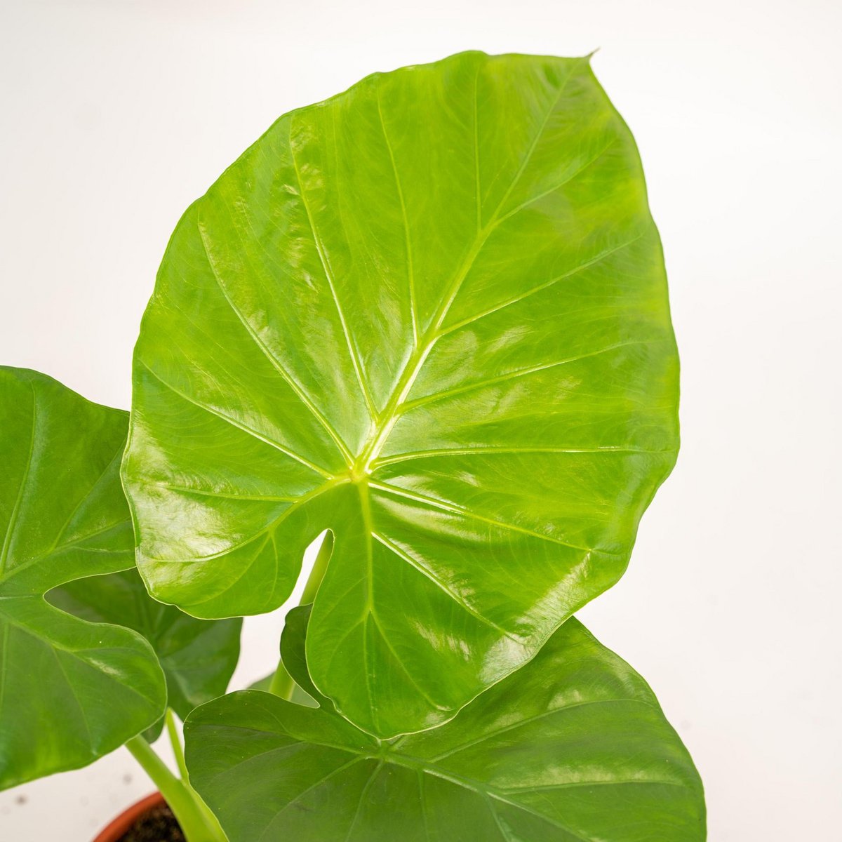 Detail Alocasia Macrorrhiza kamerplant grote bladeren 70 cm lichtgroen 