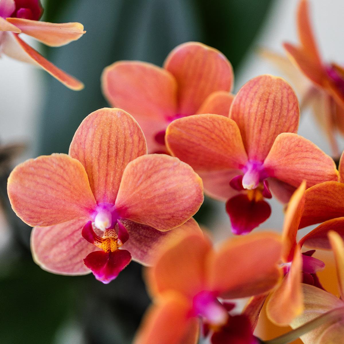Detail van een oranje orchidee