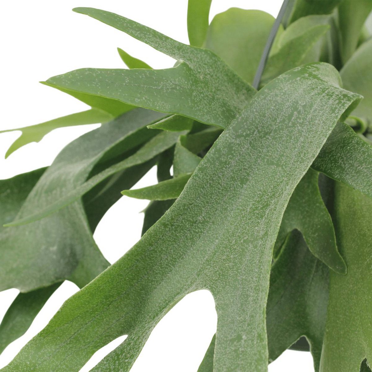 Detail van het blad van de Hangplant voor binnen Platycerium Hertshoornvaren