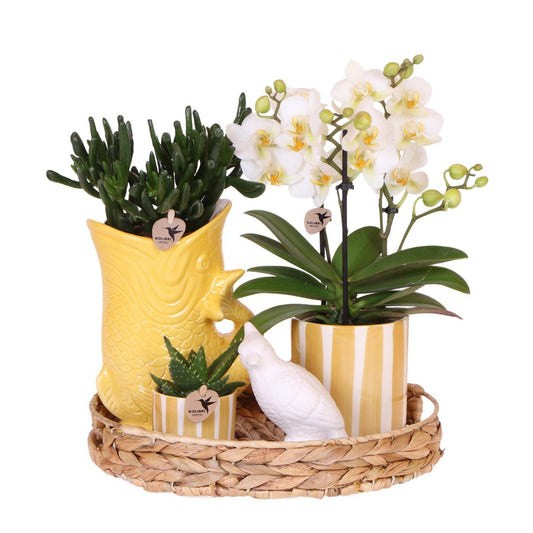 Een gele cadeauset met vetplanten, witte orchideeën, een wit beeldje en een rotan dienblad