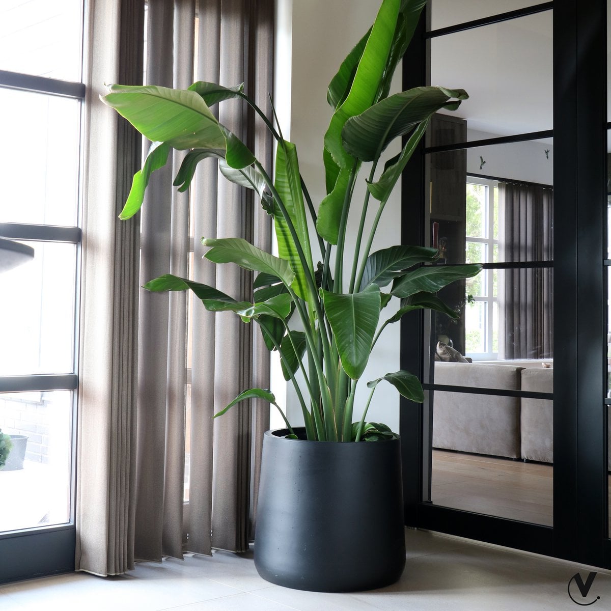 Fiberstone plantenpot voor binnen en buiten in zwart Portland, hier binnen in modern interieur met hele grote groene kamerplant