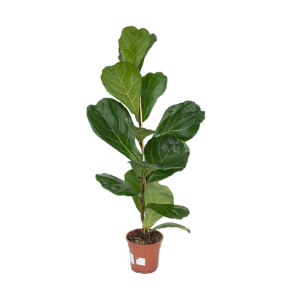 Ficus Lyrata kamerplant groen 75 cm