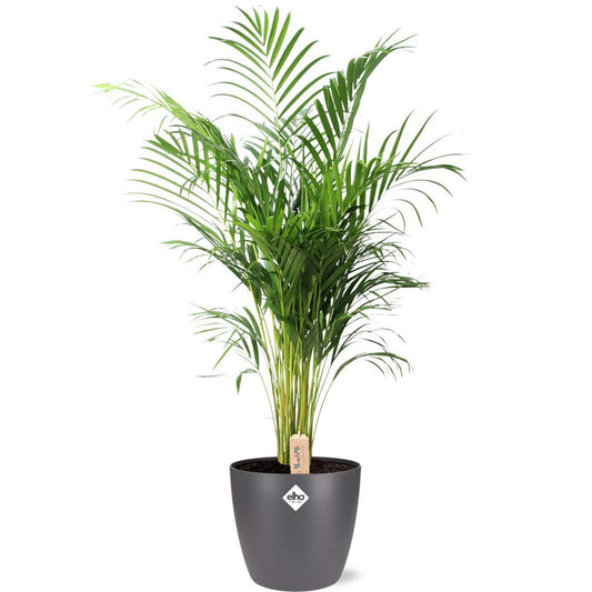 Grote groene Areca palm kamerplant van 110 cm in grijze pot