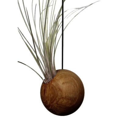 Hangende donkere plantenbak met een plant erin op wit achtergrond