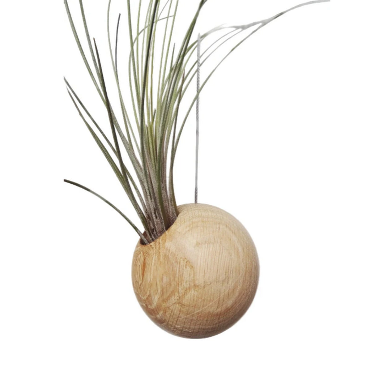 Hangende ronde lichte plantenbak met plant op wit achtergrond