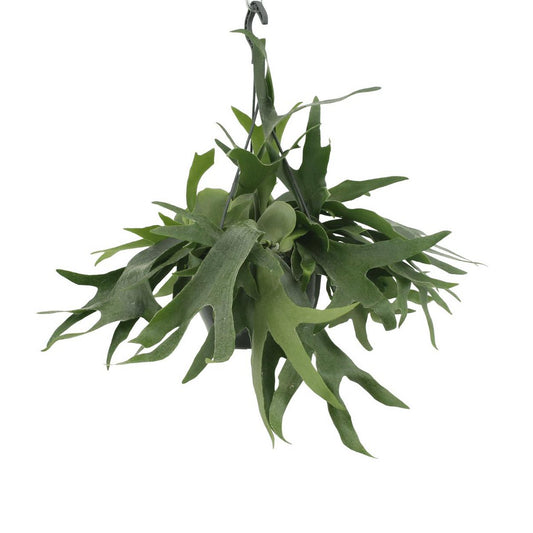Hangplant voor binnen Platycerium Hertshoornvaren