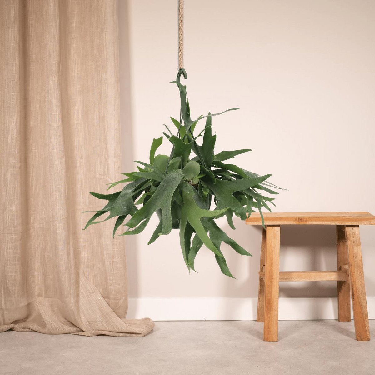 Hangplant voor binnen Platycerium Hertshoornvaren aan een touw in een boho interieur