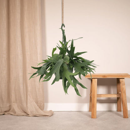 Hangplant voor binnen Platycerium Hertshoornvaren aan een touw in een boho interieur