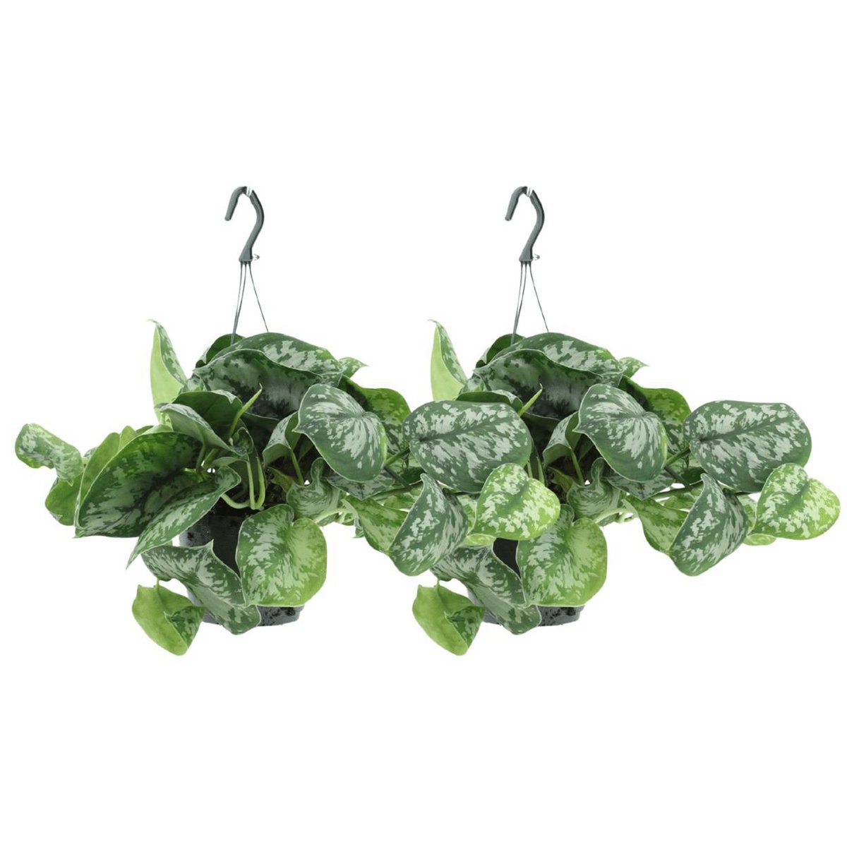 Hangplant voor binnen Scindapsus Pictus Trebie set van 2, naast elkaar