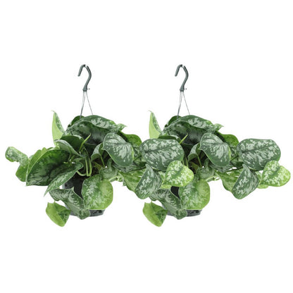 Hangplant voor binnen Scindapsus Pictus Trebie set van 2, naast elkaar