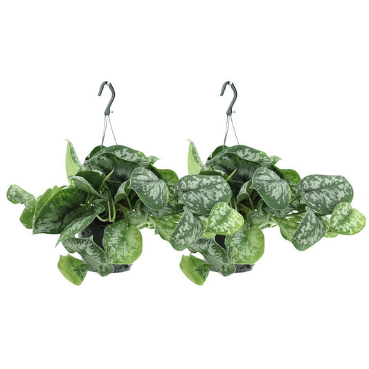 Hangplant voor binnen Scindapsus Pictus Trebie set van 2, naast elkaar